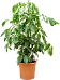 Cheerful Umbrella Tree Schefflera actinophylla 'Amate' Indoor House Plants
