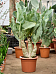 Easy-Care Wild Grape Cyphostemma juttae Indoor House Plants