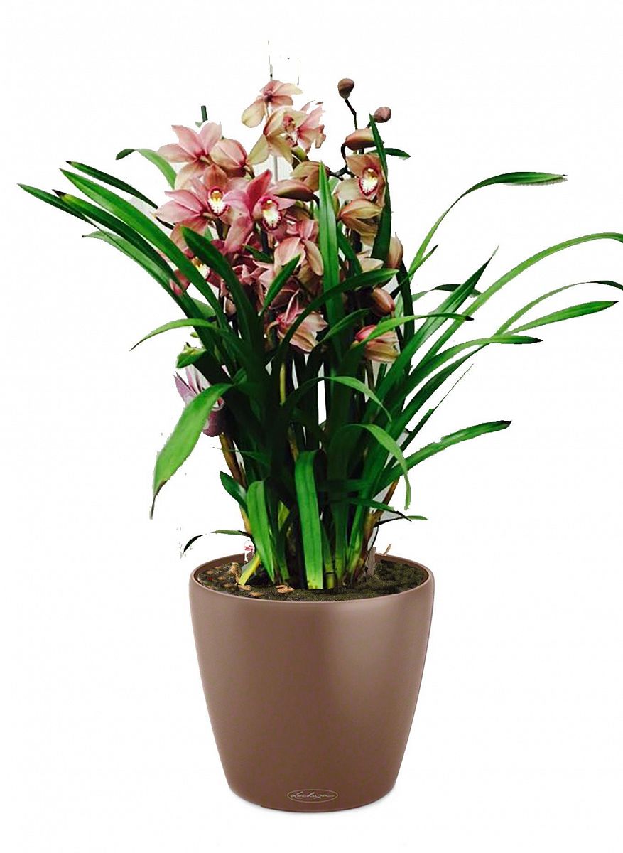 Blooming Cymbidium Orchid in LECHUZA CLASSICO Color Self-watering Planter, Total Height 80 cm