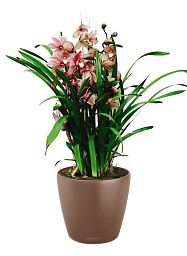 Blooming Cymbidium Orchid in LECHUZA CLASSICO Color Self-watering Planter, Total Height 80 cm