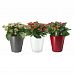 Blooming Kalanchoes Set in 3 LECHUZA MINI-DELTINI Self-watering Planters, Total Height 25 cm