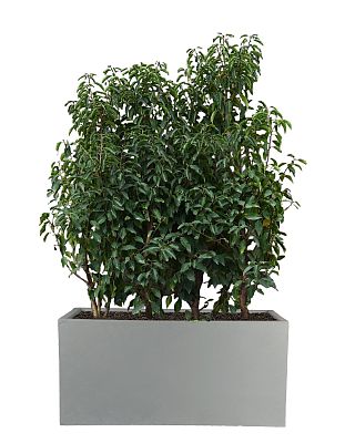 IDEALIST Lite Contemporary Light Concrete Trough Planter Set