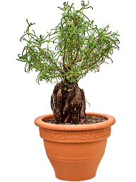 Mestoklema tuberosum