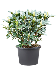 Rhododendron 'Karl Naue'