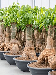 Insta-friendly Money Tree Pachira aquatica Tall Indoor House Plants Trees