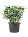 Rhododendron 'Karl Naue'