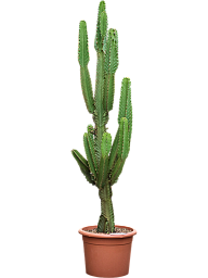 Photogenic Cowboy Cactus Euphorbia ingens (110-150) Indoor House Plants