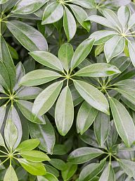 Easy-Care Umbrella Tree Schefflera arboricola 'Compacta' Tall Indoor House Plants Trees