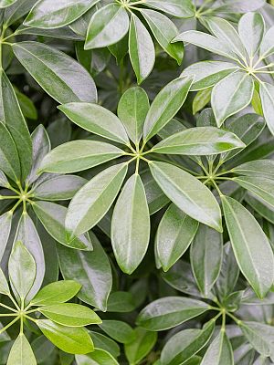 Easy-Care Umbrella Tree Schefflera arboricola 'Luseana' Indoor House Plants