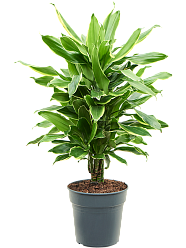 Insta-friendly Corn Plant Dracaena fragrans 'Golden Coast' Tall Indoor House Plants Trees