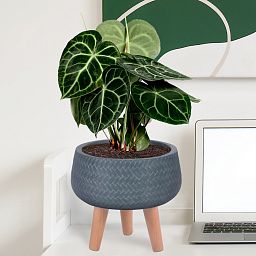 IDEALIST Lite Plaited Style Bowl Planter on Legs, Round Pot Plant Stand Indoor