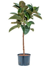 Lush Rubber Plant Ficus elastica 'Robusta' Indoor House Plants