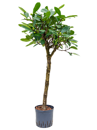 Lush African Fig Ficus cyathistipula Indoor House Plants