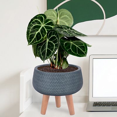 IDEALIST Lite Plaited Style Bowl Planter on Legs, Round Pot Plant Stand Indoor IDEALIST Lite Plaited Style Bowl Planter on Legs, Round Pot Plant Stand Indoor