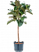 Lush Rubber Plant Ficus elastica 'Robusta' Indoor House Plants