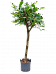 Lush African Fig Ficus cyathistipula Indoor House Plants