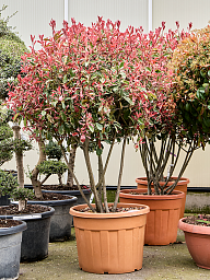 Photinia x fraseri 'Pink Marble' (200-220)