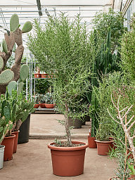 Easy-Care Euphorbia stenoclada Indoor House Plants