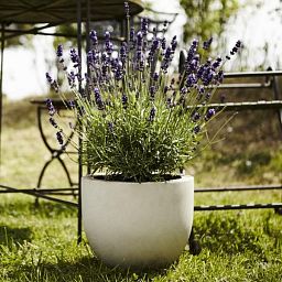 Round Polystone Planter by Fleur Ami EGO GIANT