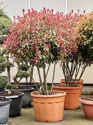 Photinia x fraseri 'Pink Marble' (200-220)