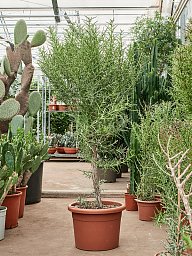 Easy-Care Euphorbia stenoclada Indoor House Plants