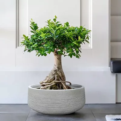 IDEALIST Lite Ribbed Light Concrete Bowl Planter