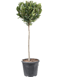 Lush Bay Tree Laurus nobilis