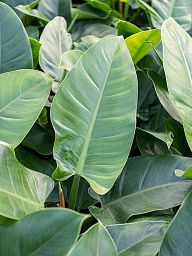Lush Heart-Leaf Philodendron 'Imperial Green' Indoor House Plants