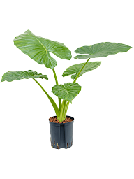 Lush Elephant Ear Alocasia macrorrhizos Elephant Ear Indoor House Plants