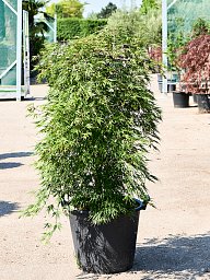 Lush Japanese Maple Acer palmatum 'Dissectum' (160-200) Outdoor Plants