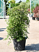 Lush Japanese Maple Acer palmatum 'Dissectum' (160-200) Outdoor Plants