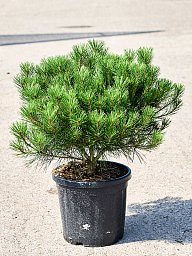 Showy Japanese Red Pine Pinus densiflora 'Alice Verkade' Outdoor Plants