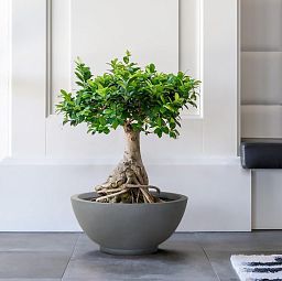 IDEALIST Lite Dish Style Smooth Bowl Outdoor Planter