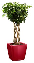 Schefflera Arboricola Gold Capella in LECHUZA QUADRO LS 43 Self-watering Planter, Total Height 180 c