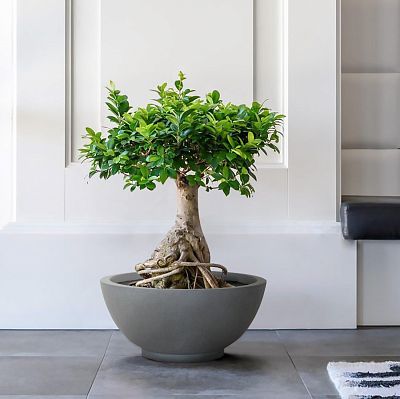 IDEALIST Lite Dish Style Smooth Bowl Outdoor Planter