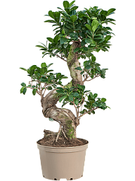 Lush Curtain Fig Ficus microcarpa 'Compacta' Tall Indoor House Plants Trees
