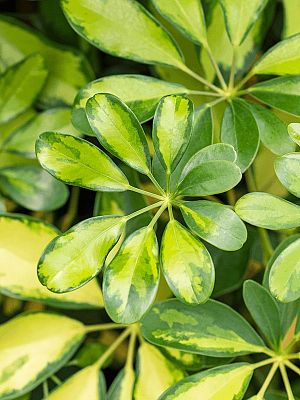Delicate Umbrella Tree Schefflera arboricola 'Gold Capella' Indoor House Plants