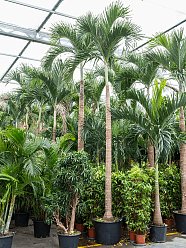 Lush Manila Palm Veitchia (Adonidia) merrillii (575-650) Indoor House Plants