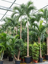 Lush Manila Palm Veitchia (Adonidia) merrillii (575-650) Indoor House Plants