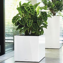 LECHUZA CANTO Low Square Poly Resin Self-watering Planter