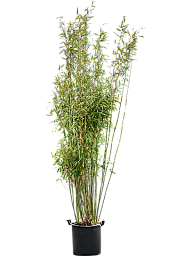 Fargesia murieliae 'Jumbo'