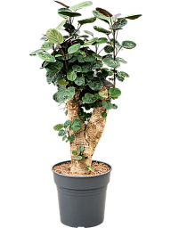 Polyscias (Aralia) Fabian