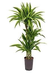 Colorful Corn Plant Dracaena fragrans 'Lemon Lime' Tall Indoor House Plants Trees
