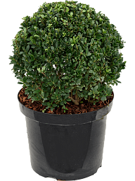 Cute Japanese Holly Ilex crenata 'Dark Green'