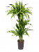 Colorful Corn Plant Dracaena fragrans 'Lemon Lime' Tall Indoor House Plants Trees