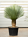 Photogenic Beaked Blue Yucca rostrata (150-180) Indoor House Plants