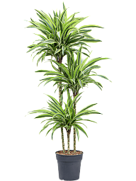 Colorful Corn Plant Dracaena fragrans 'Lemon Lime' Tall Indoor House Plants Trees