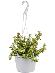 Cute Rainbow Bush Portulacaria afra 'Variegata' Indoor House Plants
