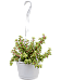 Cute Rainbow Bush Portulacaria afra 'Variegata' Indoor House Plants