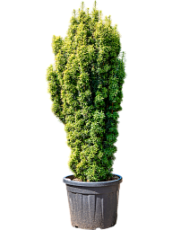 Photogenic English Yew Taxus baccata 'Fastigiata Aurea' (170-190) Outdoor Plants